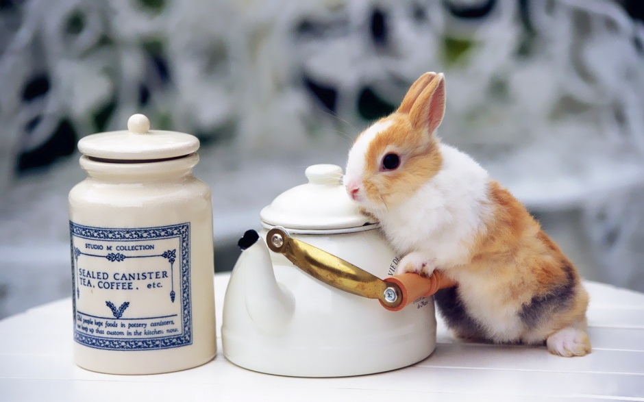 点击大图看下一张：呆萌惹人爱的兔子桌面壁纸图片