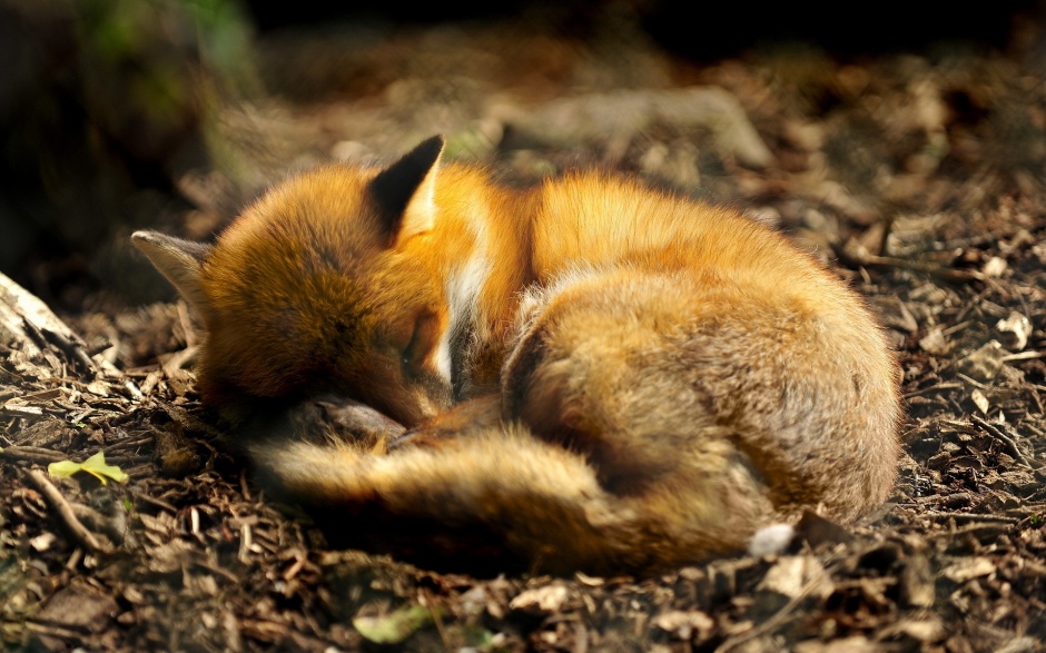 点击大图看下一张：熟睡的狐狸高清动物壁纸