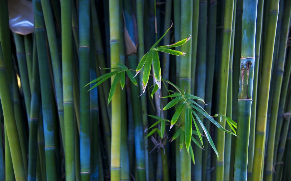 点击大图看下一张：绿色清新的竹子养眼壁纸