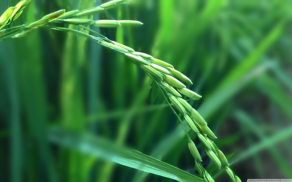 点击大图看下一张：一根稻麦的绿色背景图片素材