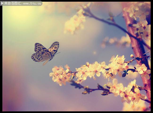 点击大图看下一张：唯美淡雅的蝶恋花背景图