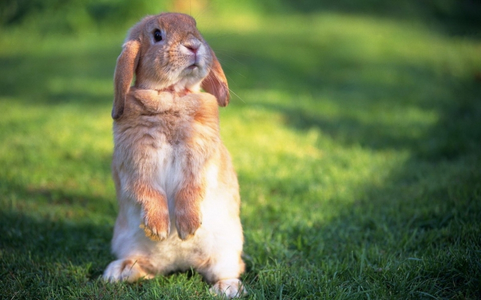 点击大图看下一张：动物壁纸可爱兔子图片大全 可爱的兔子温馨图片高清