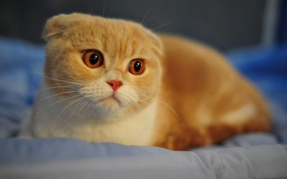 点击大图看下一张：苏格兰折耳猫可爱的图片精选