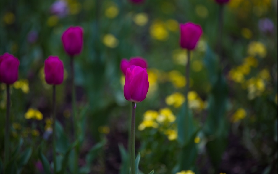 点击大图看下一张：初春娇媚紫色郁金香花卉壁纸