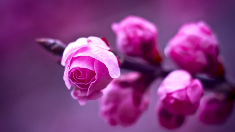 点击大图看下一张：漂亮的日本樱花背景图片素材