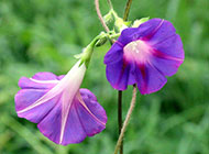 淡雅紫色的牵牛花背景图片