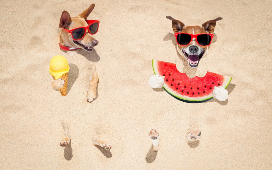 点击大图看下一张：夏日沙滩可爱狗狗壁纸图片