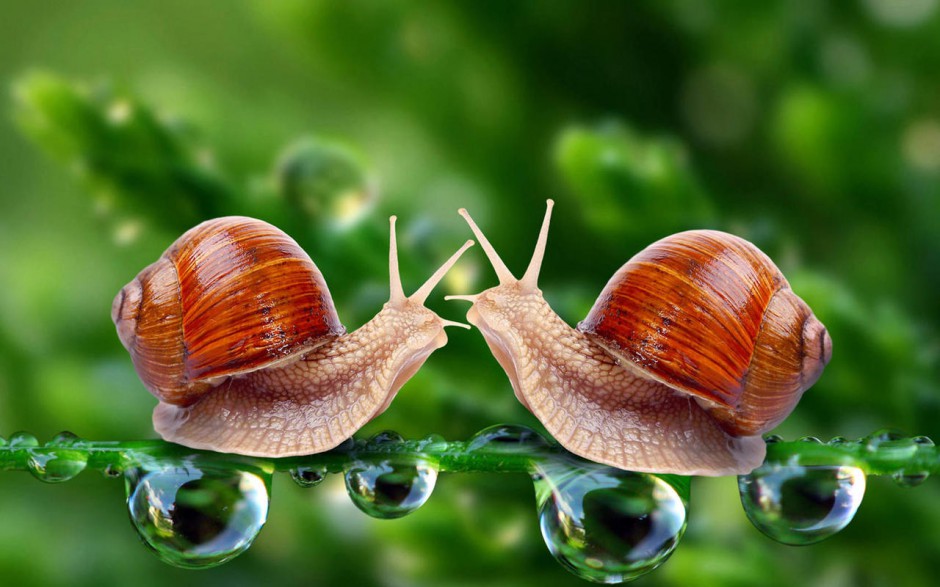 点击大图看下一张：可爱蜗牛动物桌面壁纸高清