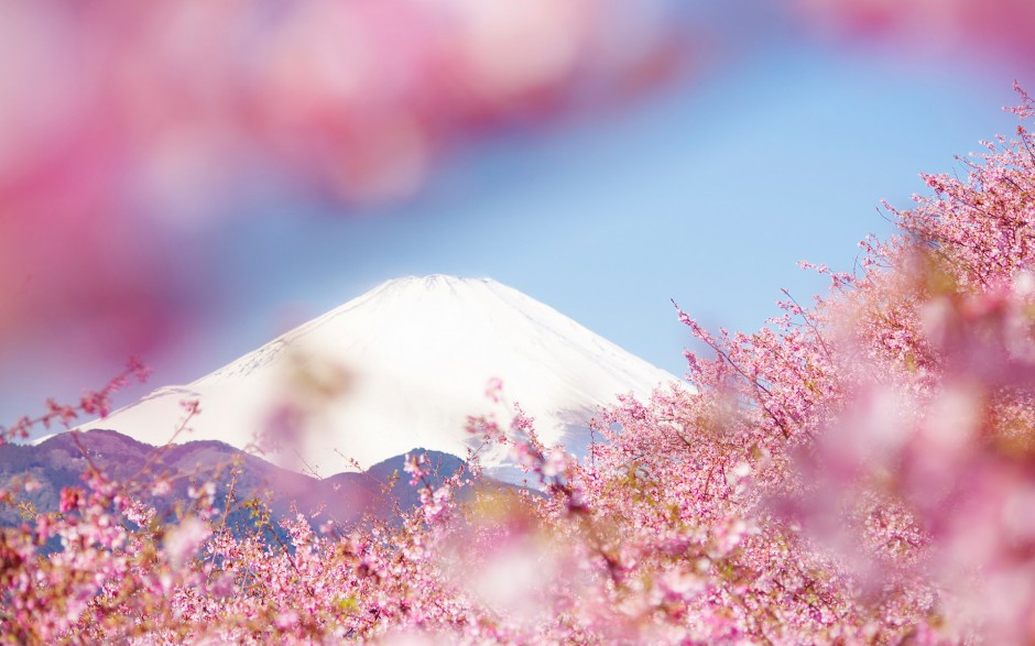 点击大图看下一张：富士山唯美粉色樱花浪漫风景图