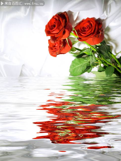 点击大图看下一张：水中的玫瑰花ppt背景图片