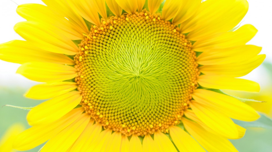 点击大图看下一张：金黄向日葵唯美清新个性风景