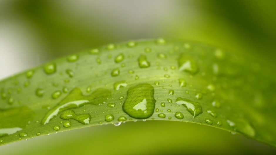 点击大图看下一张：超高清护眼绿色植物晶莹水滴壁纸