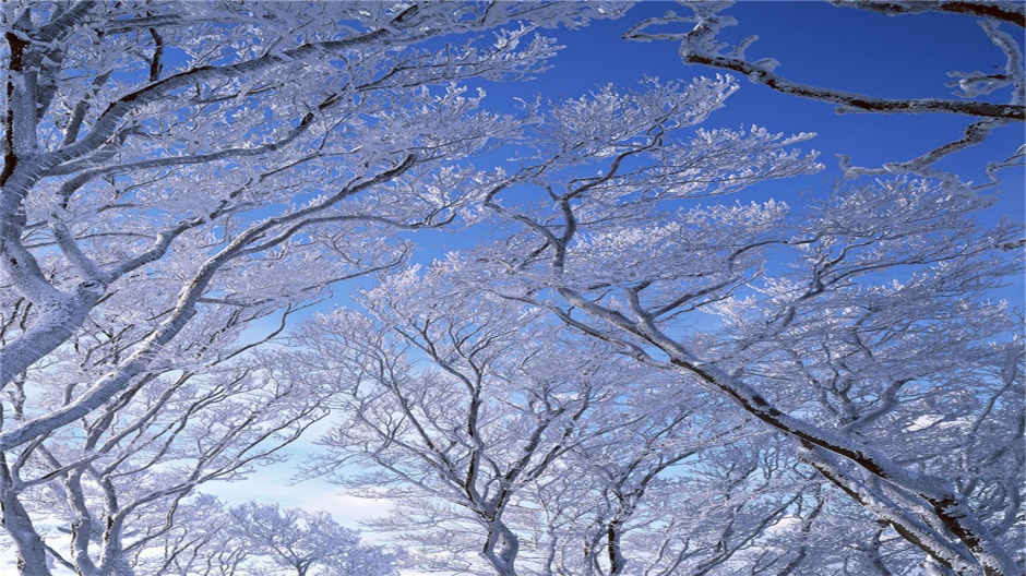 点击大图看下一张：冬季唯美护眼雪景电脑桌面壁纸