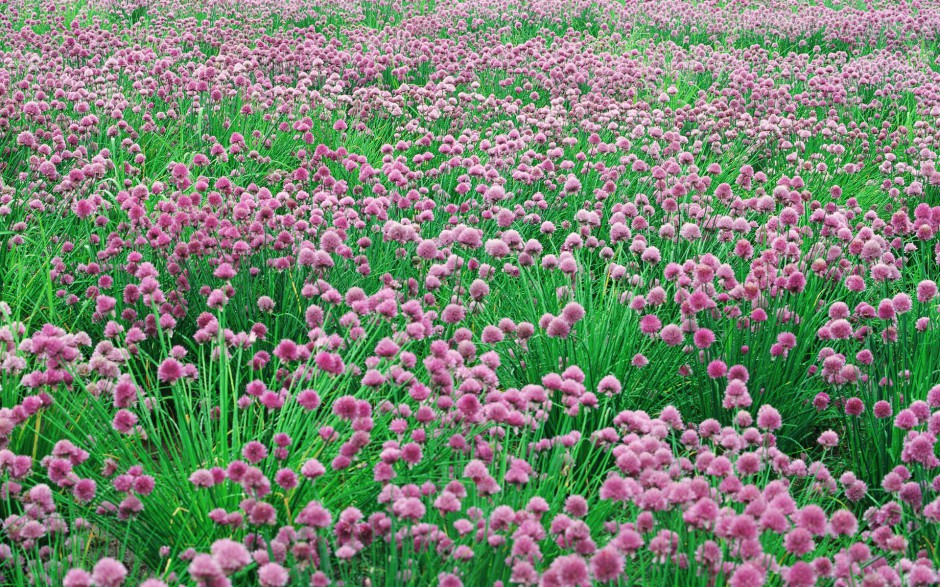 点击大图看下一张：花的海洋浪漫风景精致美景高清壁纸