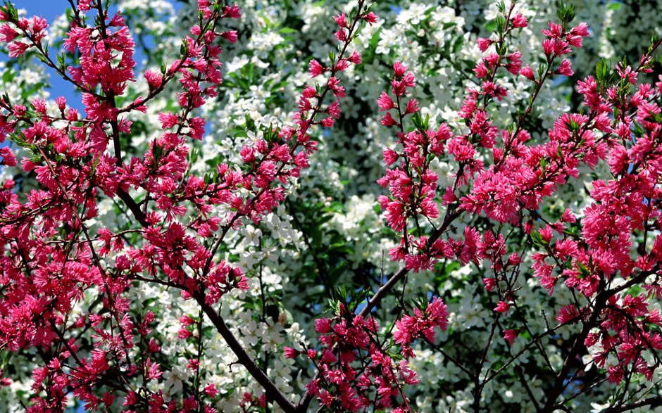 点击大图看下一张：春日唯美鲜花浪漫风景美图