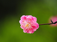 粉色的桃花唯美背景图片