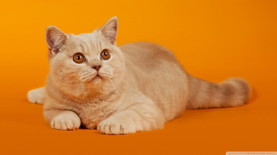 点击大图看下一张：可爱的猫咪高清动物壁纸