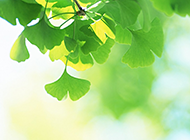 淡雅清新绿色银杏树叶背景图片