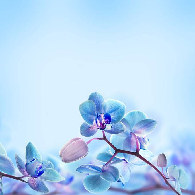 点击大图看下一张：清新淡蓝色蝴蝶兰背景高清图片