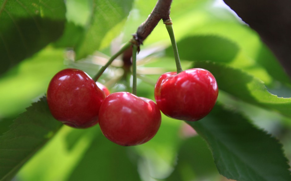 点击大图看下一张：红樱桃挂满枝头水果美图秀