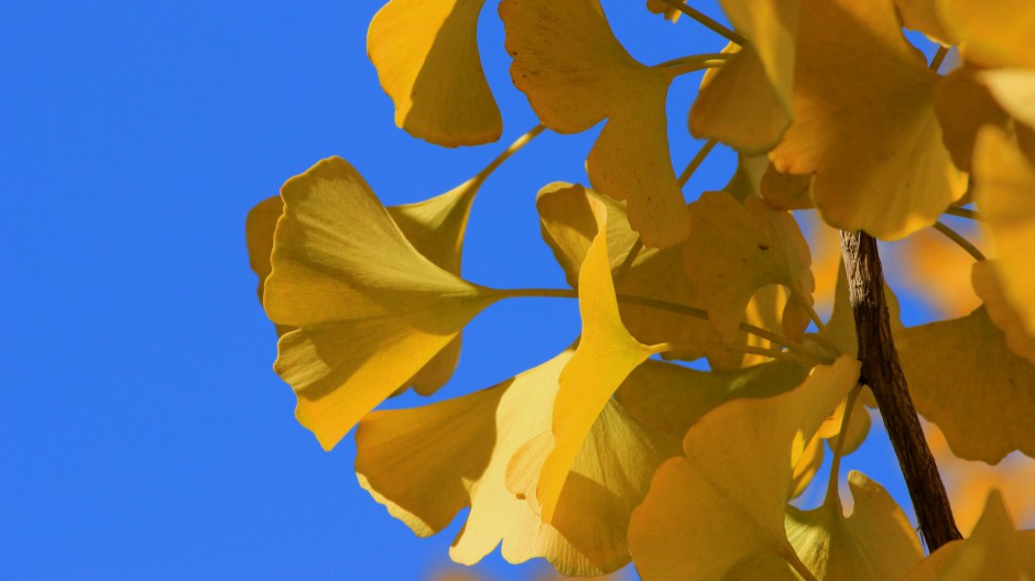 点击大图看下一张：唯美银杏树叶自然清新风景图片壁纸