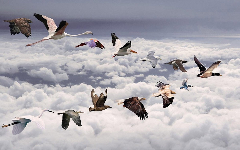 点击大图看下一张：飞翔的鸟类动物壁纸图片