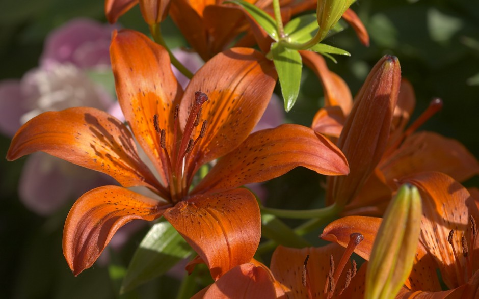 点击大图看下一张:繁华争艳鲜花经典高清桌面壁纸