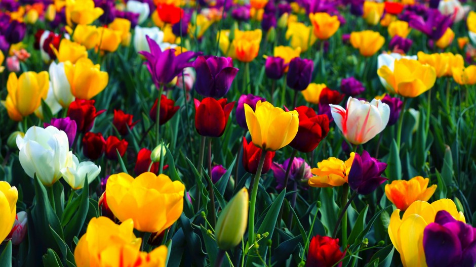 点击大图看下一张：五彩植物花卉浪漫初春清新壁纸
