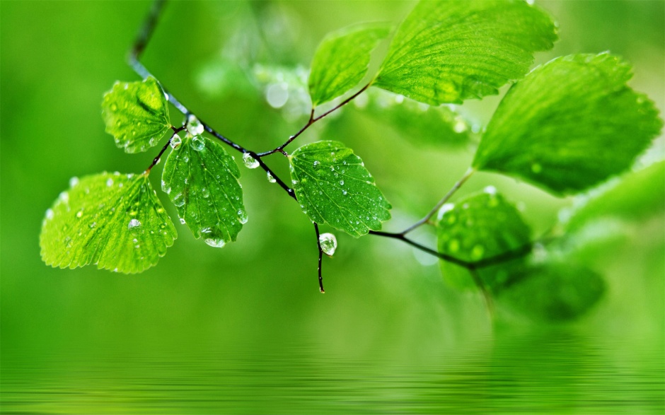 点击大图看下一张：雨后的绿色叶子高清护眼壁纸