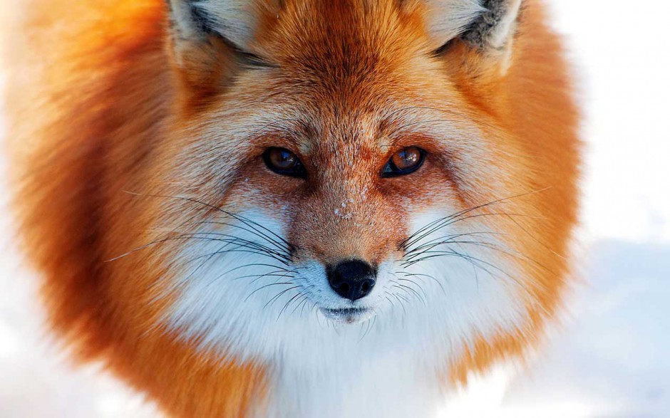 点击大图看下一张：萌动物壁纸桌面可爱狐狸素材