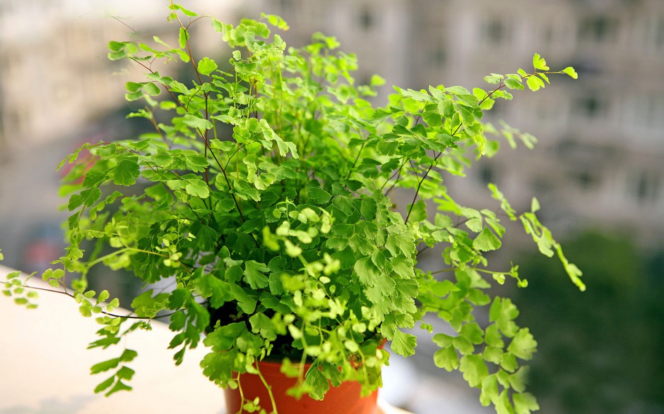 点击大图看下一张：清新绿色植物清脆欲滴风景壁纸