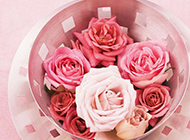 唯美的粉玫瑰鲜花背景图片