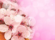 婚纱照背景图片素材粉色花海