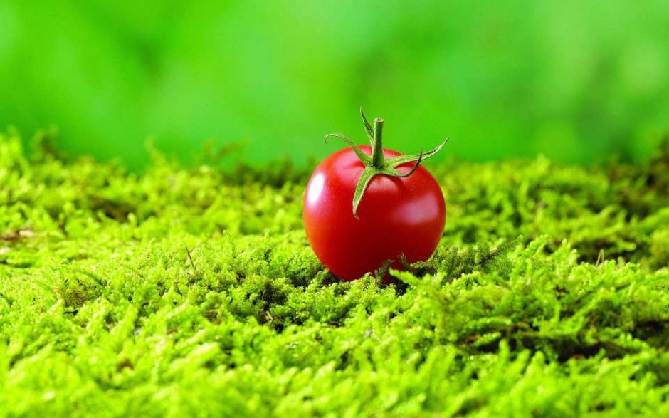 点击大图看下一张：苹果壁纸高清水果蔬菜之西红柿图片