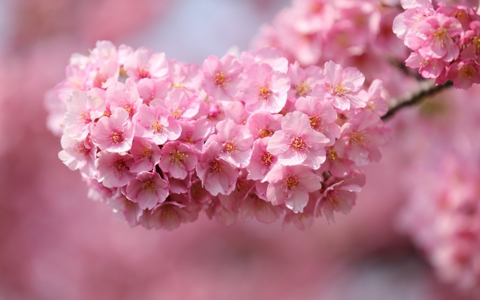 点击大图看下一张：漂亮的日本樱花背景图片素材
