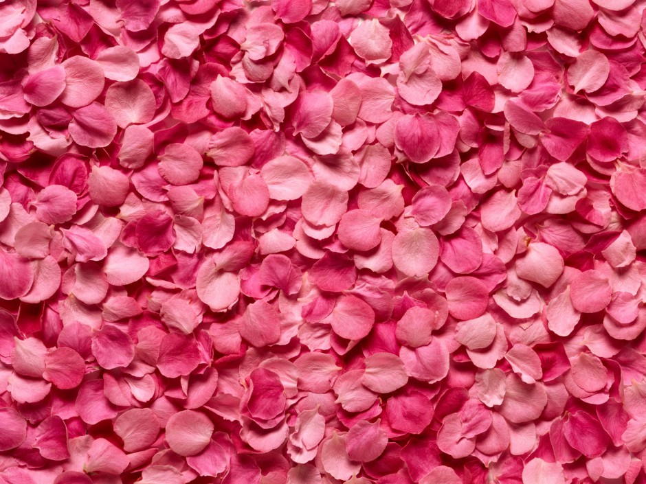 点击大图看下一张：唯美玫瑰花浪漫粉色风景高清壁纸