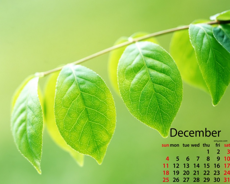 点击大图看下一张：2016年12月日历绿色植物电脑壁纸