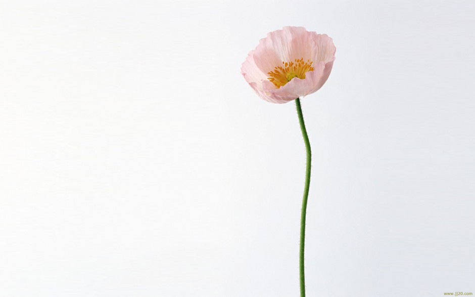 点击大图看下一张：素雅罂粟花浪漫自然植物花卉风景壁纸