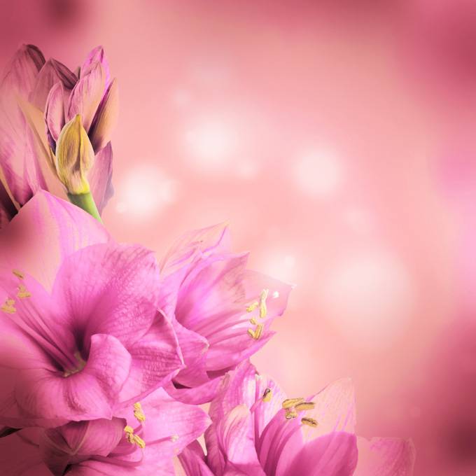 点击大图看下一张：唯美粉嫩花卉背景素材