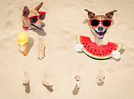 夏日沙滩可爱狗狗壁纸图片