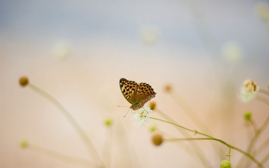 点击大图看下一张：春日蝴蝶唯美花卉背景图片