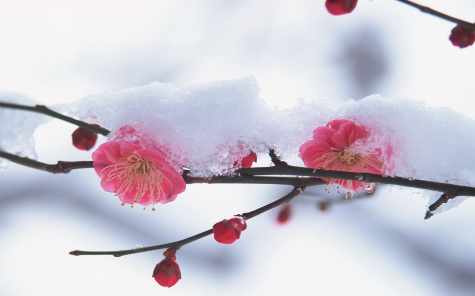 点击大图看下一张：粉嫩樱花浪漫清新精致风景壁纸