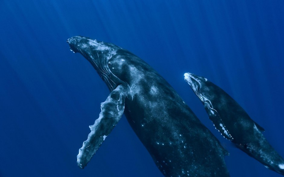 点击大图看下一张：桌面壁纸可爱海洋动物座头鲸