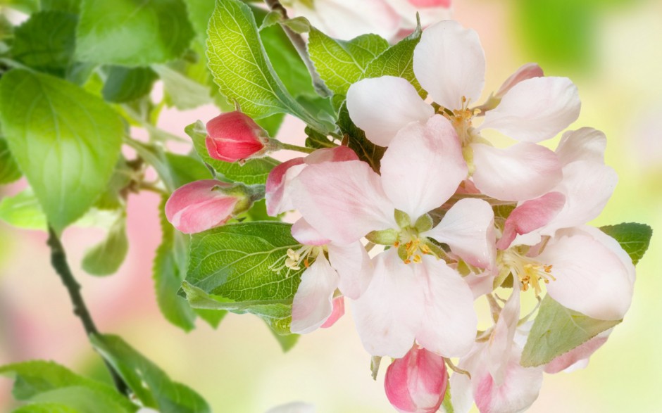 点击大图看下一张：春日清新粉色唯美樱花图片