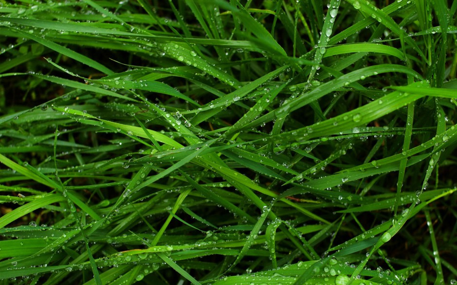 点击大图看下一张：清新雨露浪漫风景个性高清电脑壁纸