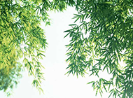 绿色竹子清新ppt背景图片