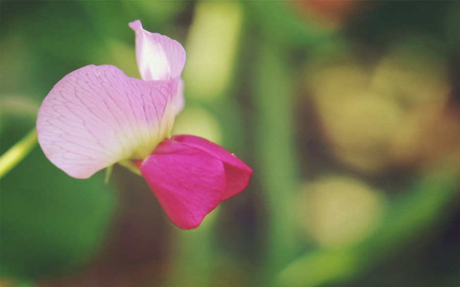 点击大图看下一张：粉色豌豆角花朵壁纸唯美自然