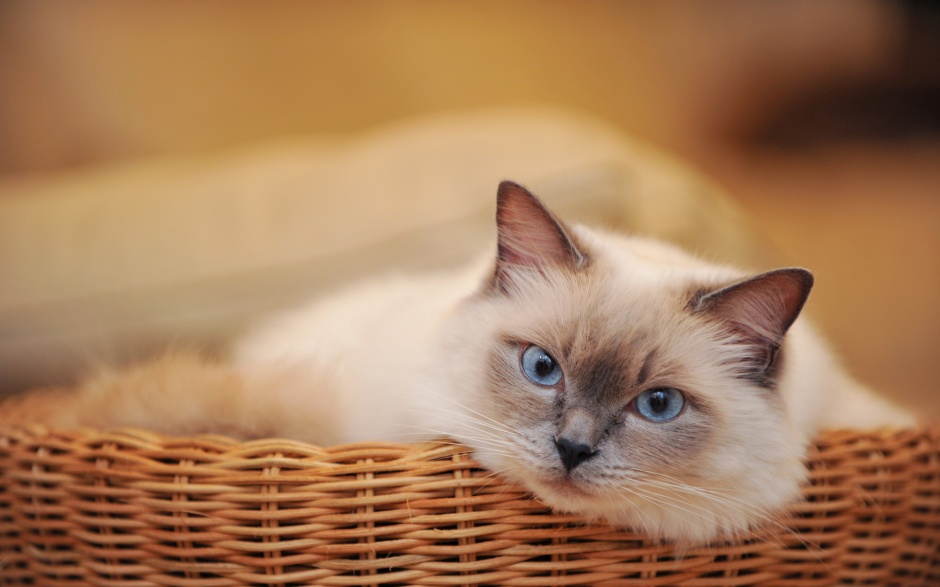 点击大图看下一张:温驯可爱萌猫桌面壁纸图片