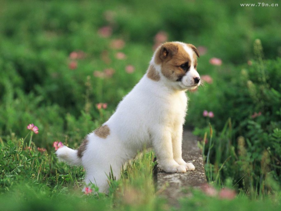 点击大图看下一张：可爱的动物小狗高清壁纸