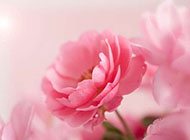淡粉色精致花朵背景图片
